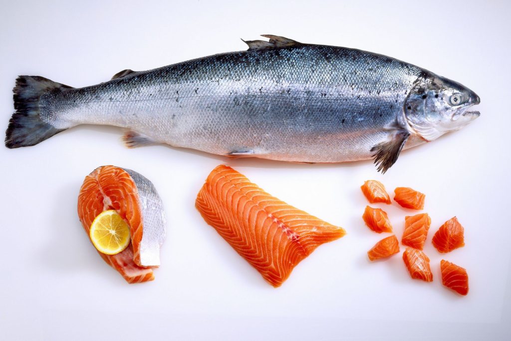 nutrisi ikan salmon