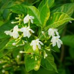 tips mudah menanam melati