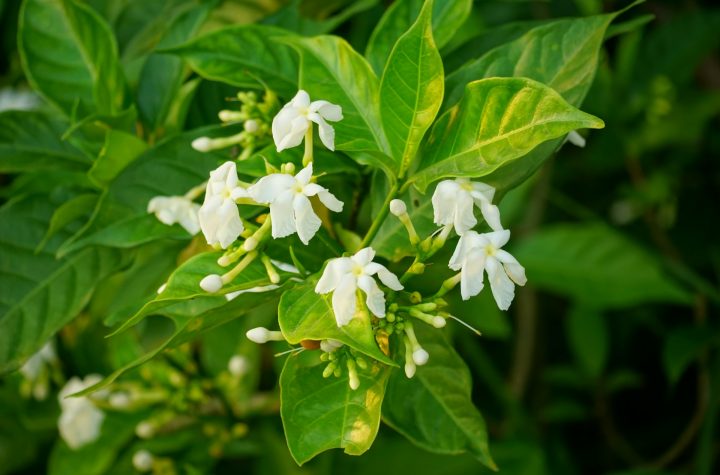 tips mudah menanam melati